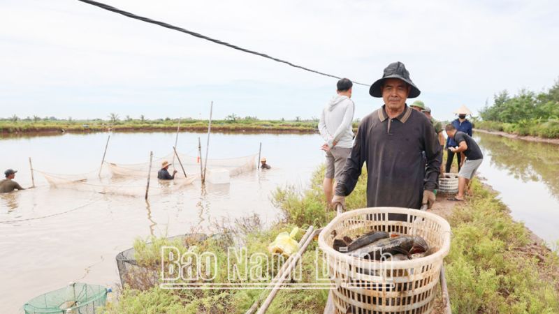 Người dân chủ động thu hồi con nuôi, bàn giao mặt bằng cho địa phương quản lý (Ảnh: Nguồn Báo Nam Định)