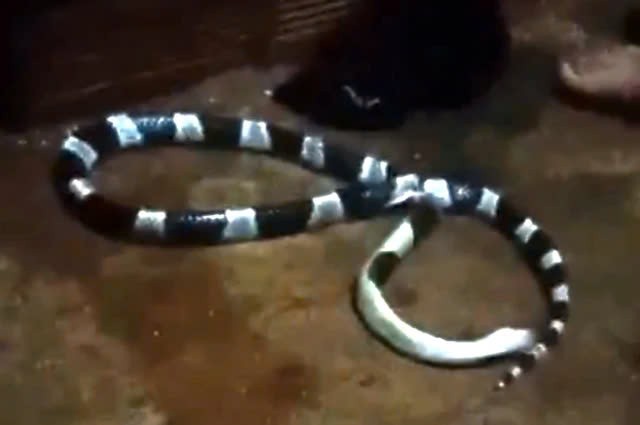 Đắk Lắk: Rắn cạp nia vào nhà cắn chết người lúc nửa đêm.