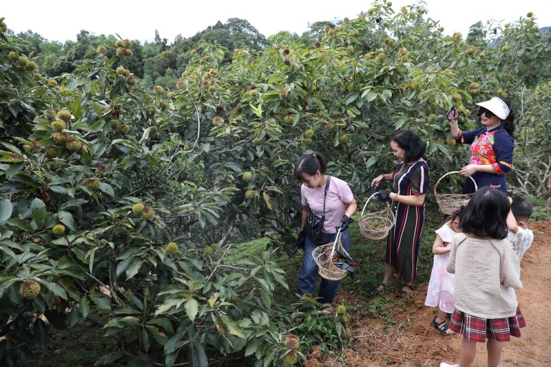 Du khách thích thú tham gia trải nghiệm hái hạt dẻ tại vườn