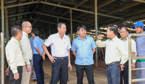 Đoàn công tác tham quan tại Xí nghiệp chăn nuôi bò