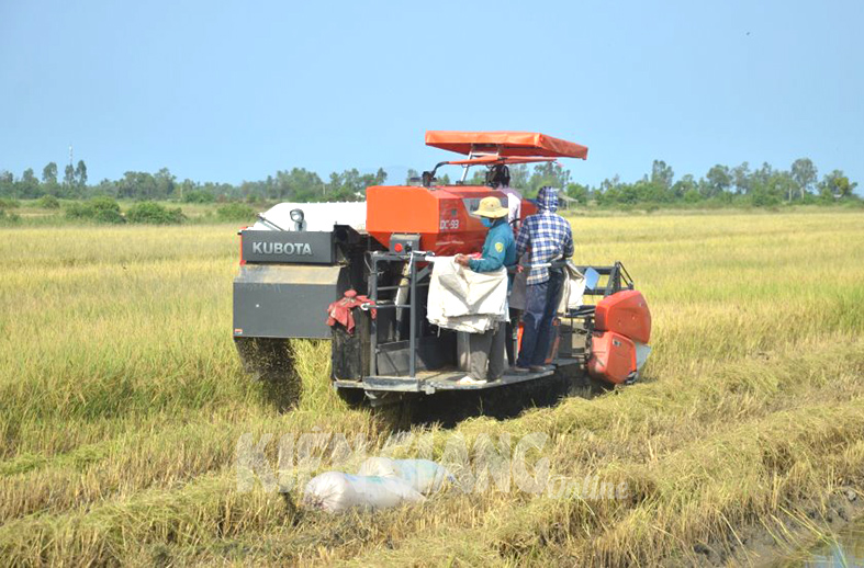 Nông dân huyện An Biên (Kiên Giang) thu hoạch lúa hè thu 2022.