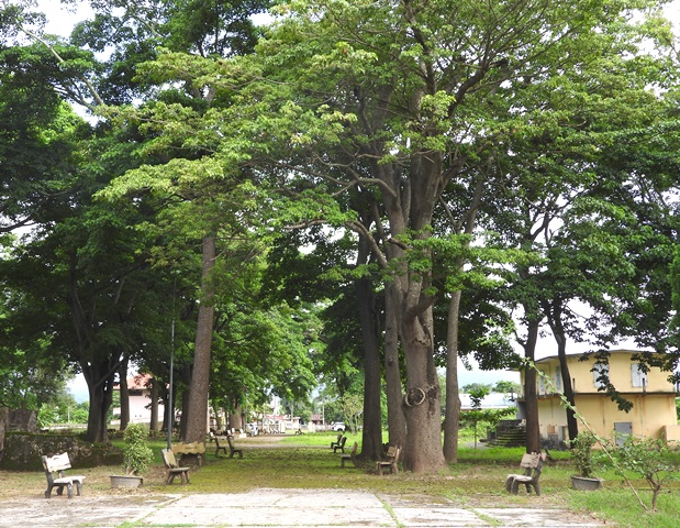 Những hàng cây vông đồng cổ thụ cả trăm tuổi che mát cả khuôn viên rộng lớn của Di tích Nhà tù.