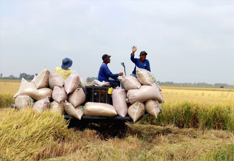 Giá lúa gạo hôm nay 4/9: Thị trường giao dịch chậm sau lễ 2/9. (Ảnh minh họa)