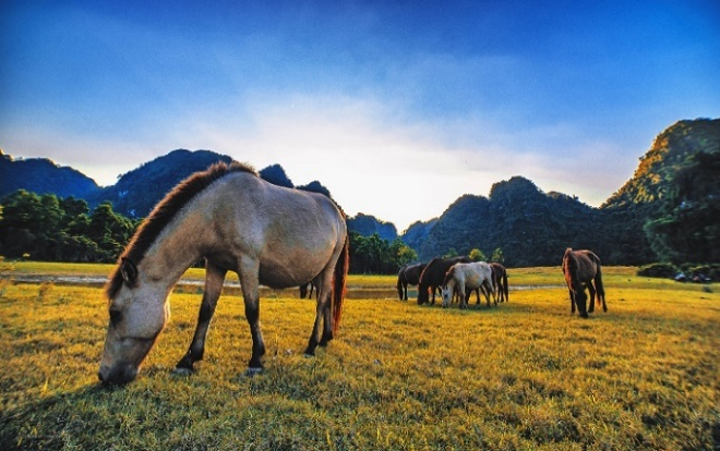 Thảo nguyên Đồng Lâm (xã Hữu Liên) - vẻ đẹp thiên nhiên hùng vĩ, hữu tình