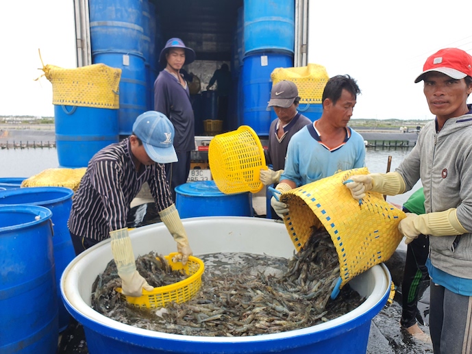 Chứng nhận BAP đầu tiên của Việt Nam được trao cho vùng chuyên canh tôm - lúa ở tỉnh Cà Mau. (Ảnh: Trung Chánh)