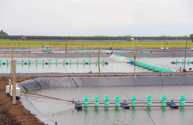 Long An: Kiên quyết xử lý nuôi tôm nước lợ trong vùng nước ngọt