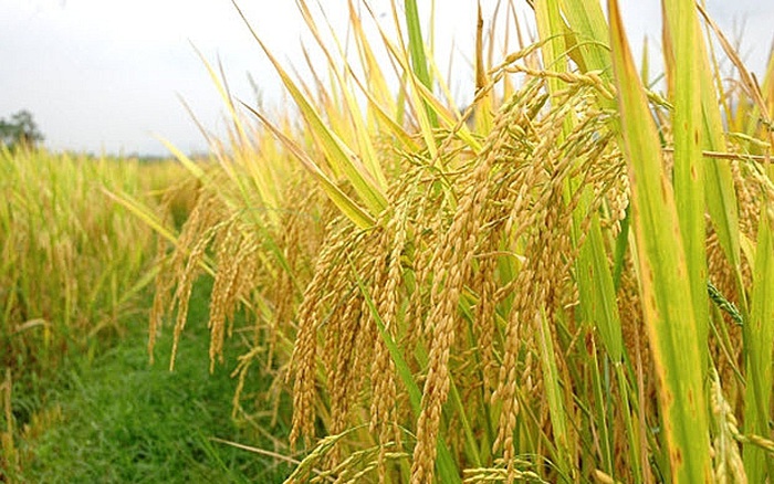 Giá lúa gạo hôm nay 6/9: Giá lúa gạo đồng loạt giảm