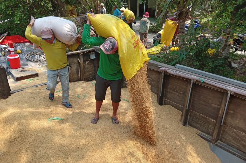 Giá lúa gạo hôm nay 6/9: Giá lúa gạo đồng loạt giảm (Ảnh minh họa)