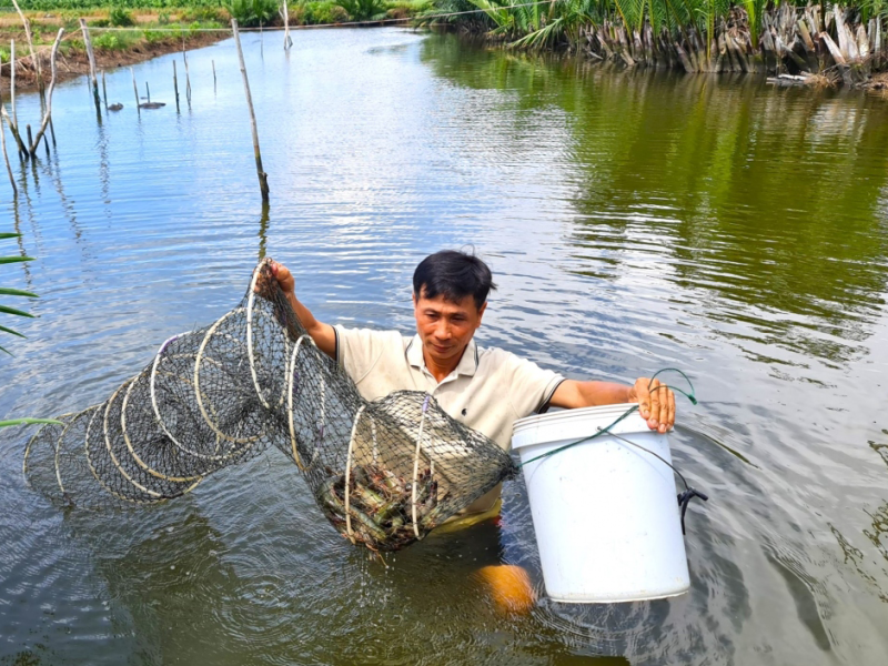 Tôm Cà Mau sẽ rộng đường xuất khẩu sang các quốc gia trên thế giới