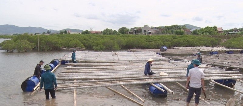 Phường Xuân Lâm huy động lực lượng tham gia hỗ trợ người dân tháo dỡ các bè nuôi vẹm, nuôi hàu.