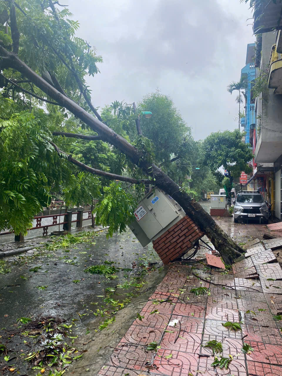 Cây bật gốc do siêu bão