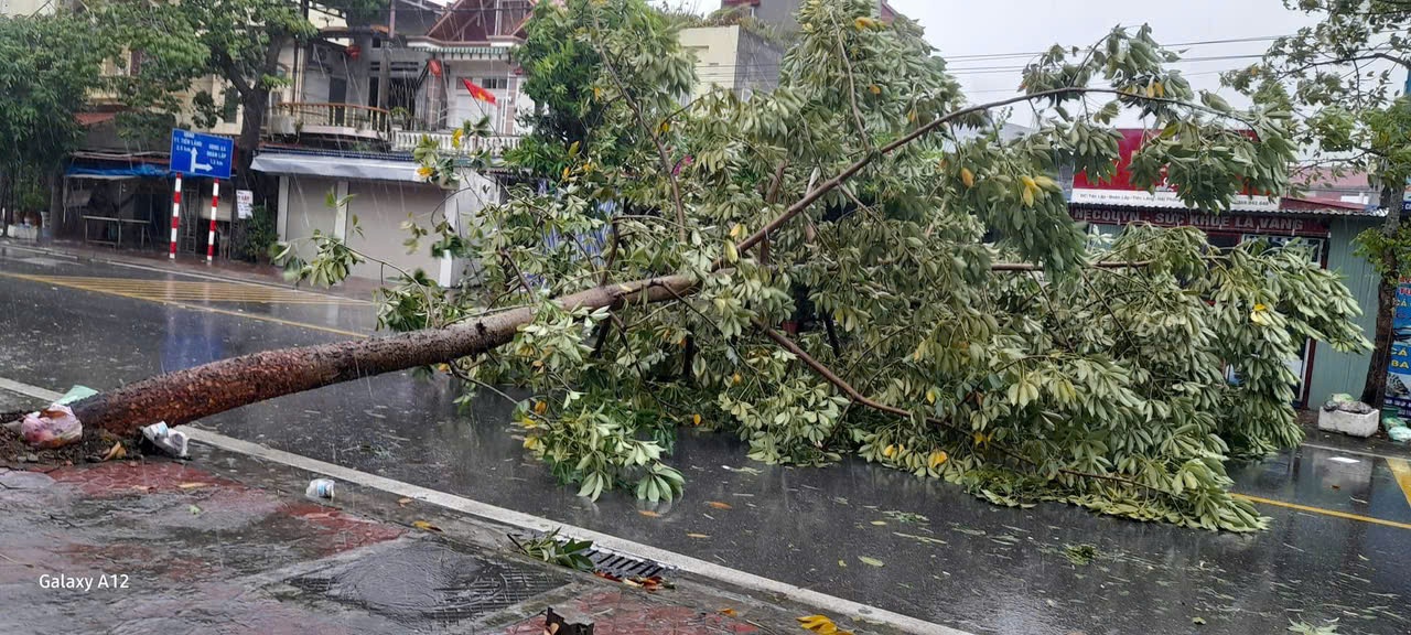 Cây xanh đổ ngã ngang đường tại huyện Tiên Lãng