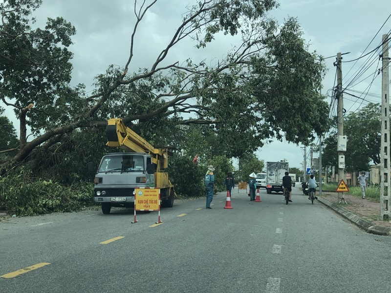 Công ty cp môi trường đô thị Hải Dương đi cắt cây xanh đổ tại phường Thạch khôi