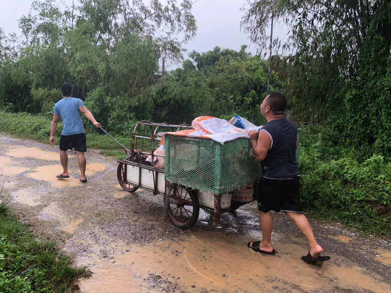 Người dân xã Phương Định chủ động đưa gia súc, gia cầm vào nơi an toàn