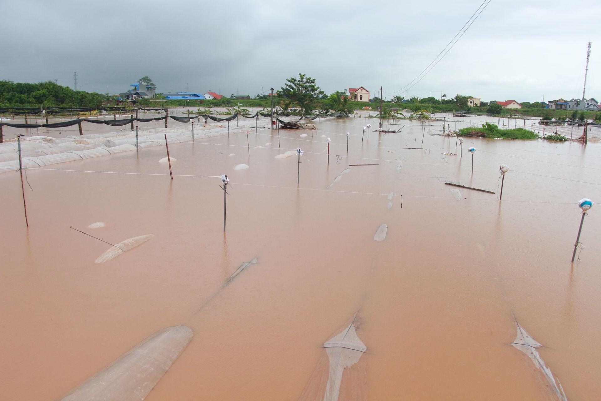 Nhiều diện tích hoa màu ở Mỹ Tan bị ngập sâu trong biển nước