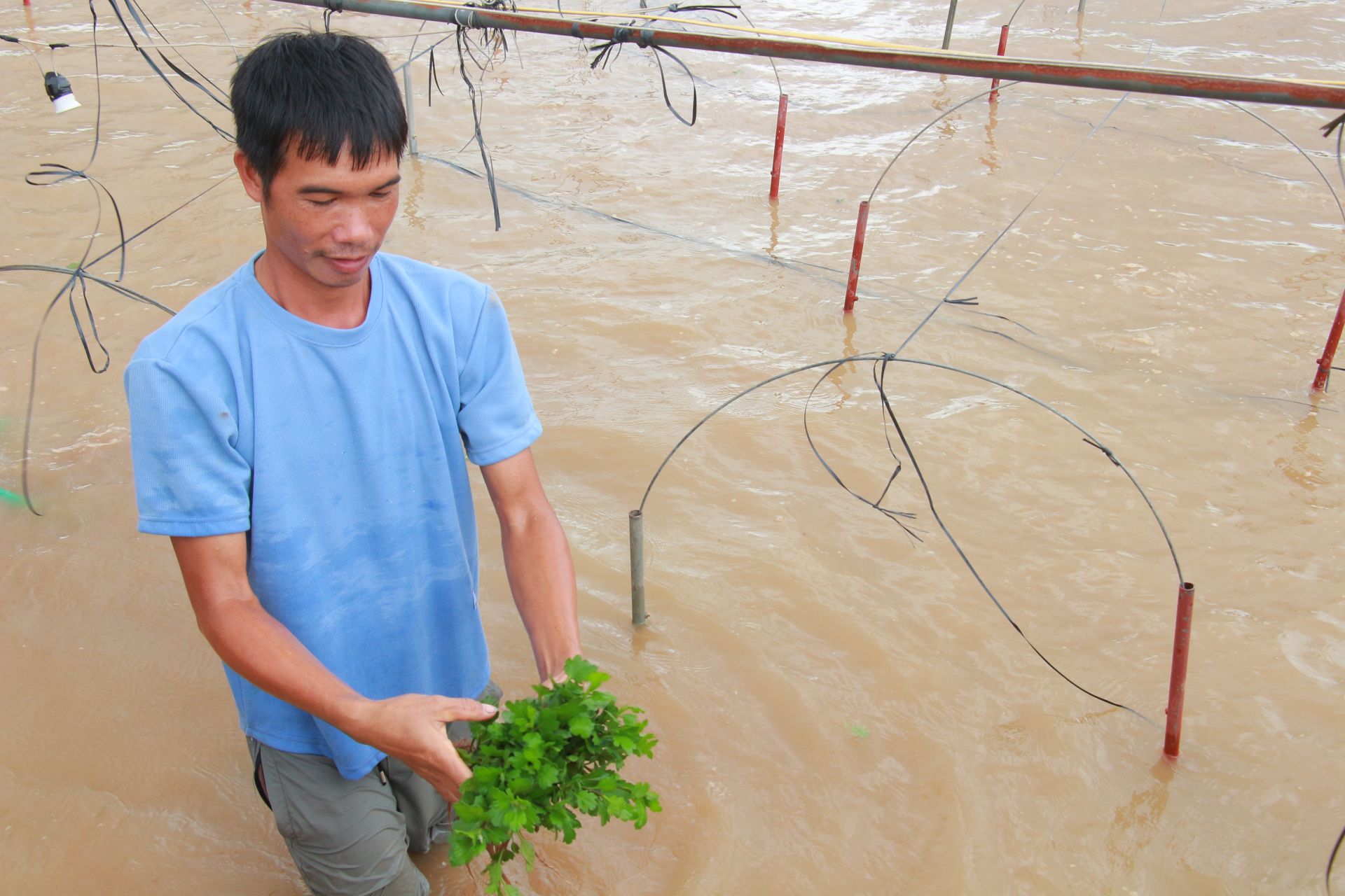 Anh Nguyễn Thành Hòa (thôn Hồng Hà 1, xã Mỹ Tân) chia sẻ, gia đình anh canh tác hơn 4 sào hoa cúc giống. Toàn bộ vườn cúc giống đang ở độ 2 tháng tuổi, dự kiến vài ngày nữa, gia đình sẽ thu hoạch, cung cứng cho người dân trong làng, trồng phục vụ thị trường cuối năm.