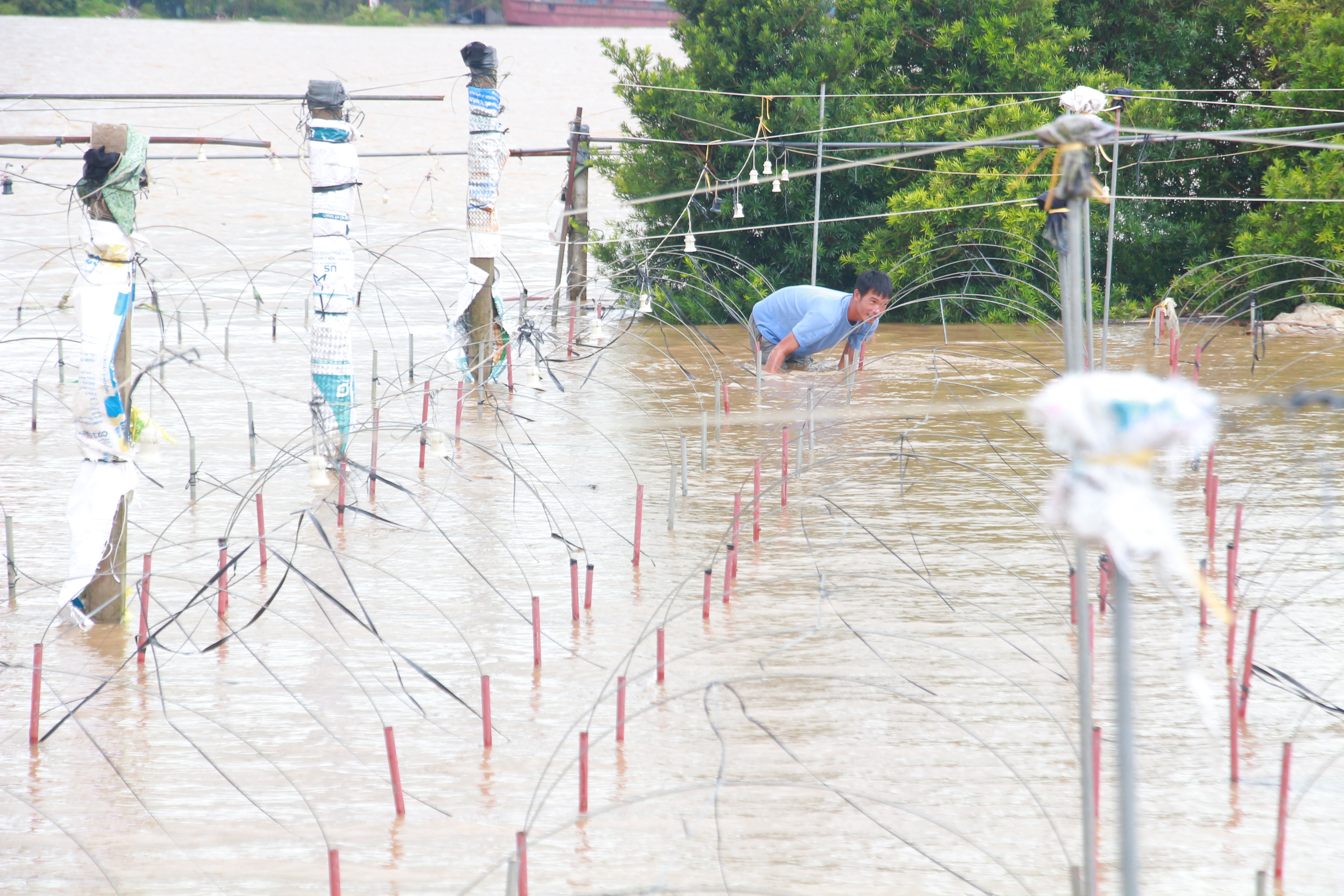 Tuy nhiên, do ảnh hưởng của mưa lớn, kết hợp với nước lũ từ trên thượng nguồn đổ về, chảy xiết, đã khiến mực nước sông Hồng liên tục dâng cao, đục ngầu, tràn vào vườn hoa cúc của gia đình anh.