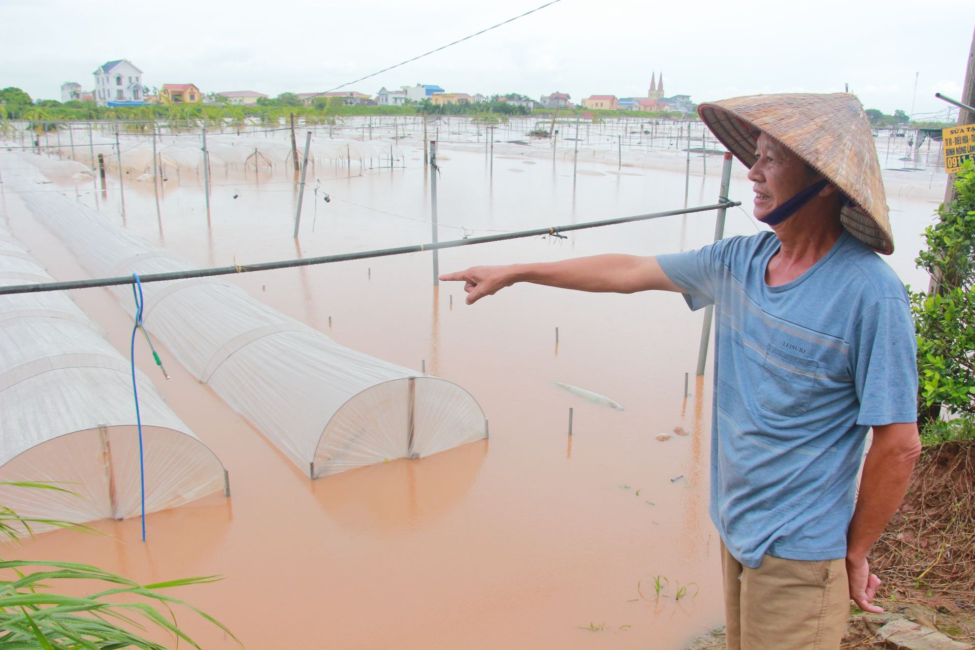 Cách đó không xa, vườn cúc rộng mênh mông của gia đình ông Phan Cao Bích (thôn Hồng Hà 2, xã Mỹ Tân) cũng bị ngập sâu trong nước.