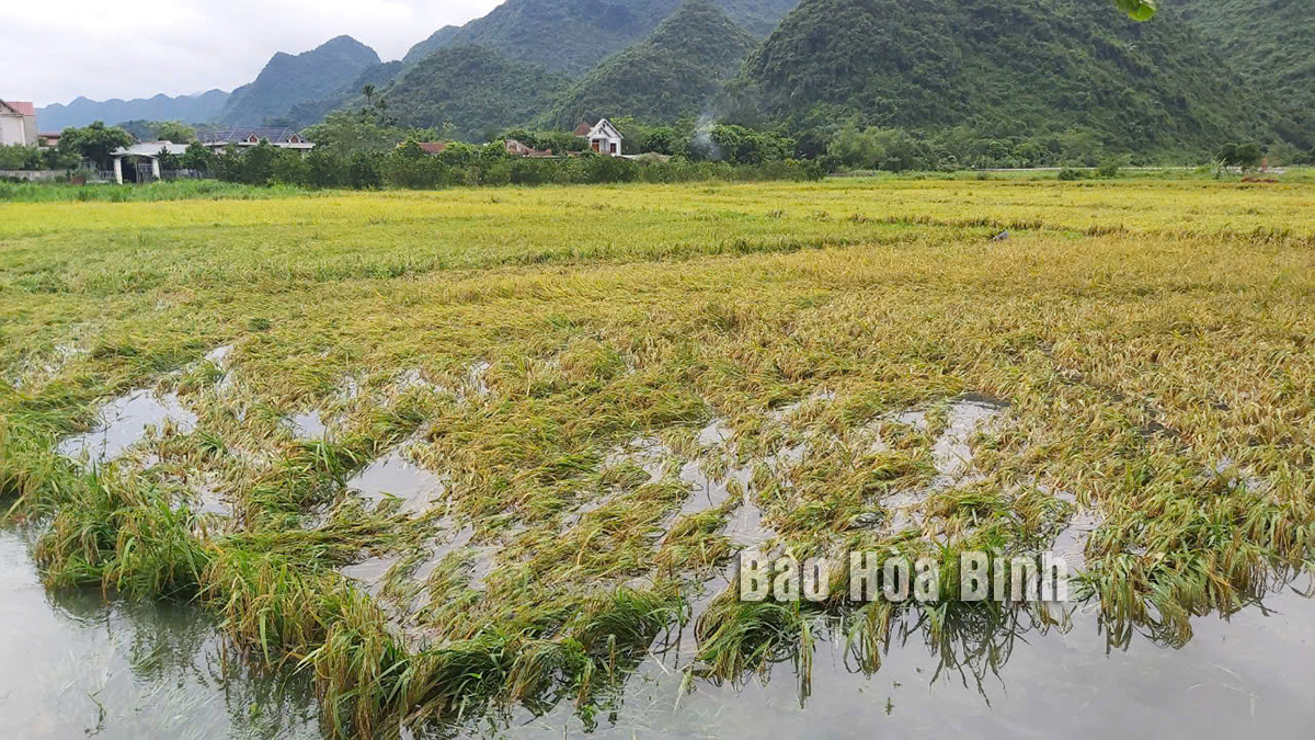 Lúa gần đến ngày thu hoạch bị ngập. Ảnh báo Hòa Bình.