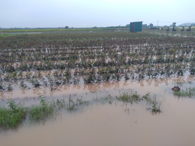 Hoa màu ở huyện Mê Linh, TP. Hà Nội bị ngập úng. Ảnh