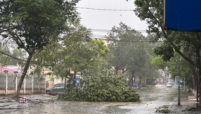 Bão số 3 đổ bộ khiến hàng nghìn cây xanh, diện tích lúa, rau màu úng ngập.