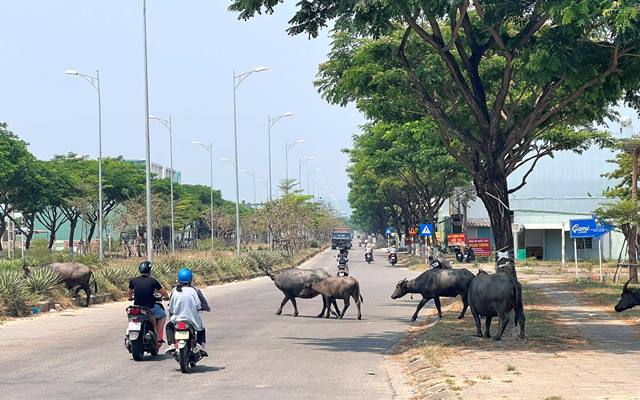 Đà Nẵng: “Thực trạng trâu, bò thả rong và những giải pháp xử lý trong thời gian đến”