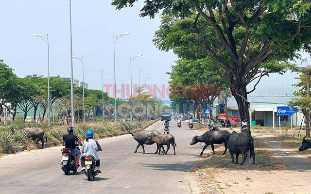 Thực trạng trâu, bò thả rong trên đoạn đường Nguyễn Tất Thành (nối dài)