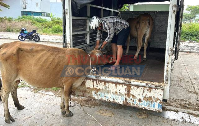 Mặc dù, trước đó lực lượng chức năng UBND phường Hòa Hiệp Nam đã có kế hoạch dài hơi, tuyên truyền, vận động người dân, thường xuyên ra quân bắt giữ bò và phạt hành chính, nhưng số tiền phạt không đủ sức răn đe