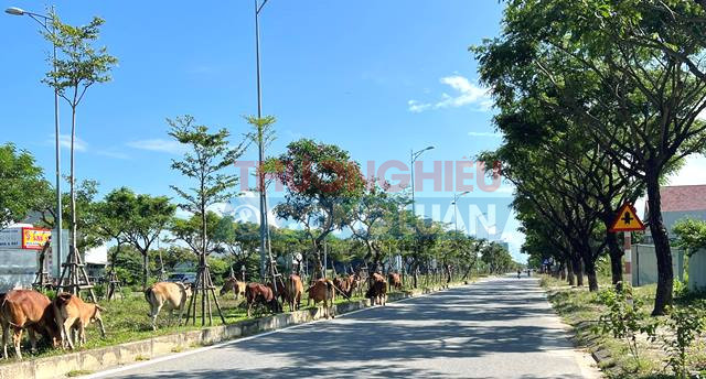 Tại khu đô thị sinh thái Golden Hills (thuộc tổ 35) gần 10 năm nay vấn nạn trâu, bò thả rong thì không kể xiết.