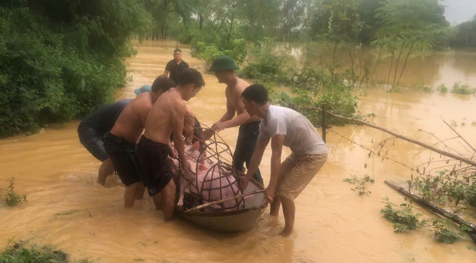 Người dân Vĩnh Phúc di chuyển bảo vệ đàn gia súc ra khỏi vùng ngập lụt đến nơi an toàn.