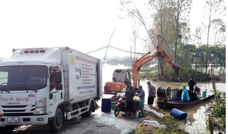 Các doanh nghiệp, tiểu thương hỗ trợ tiêu thụ sản phẩm cá lồng cho các hộ dân trên địa bàn huyện Lương Tài.