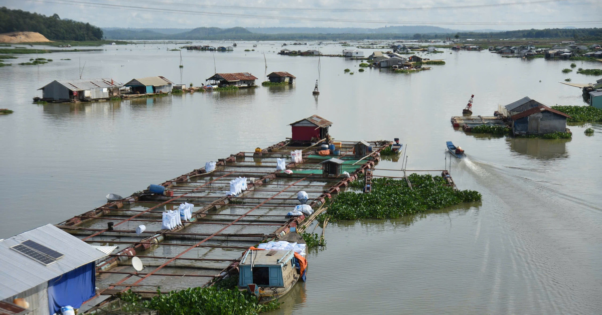 Cảnh báo nguy cơ lũ trên sông La Ngà và sông Đồng Nai