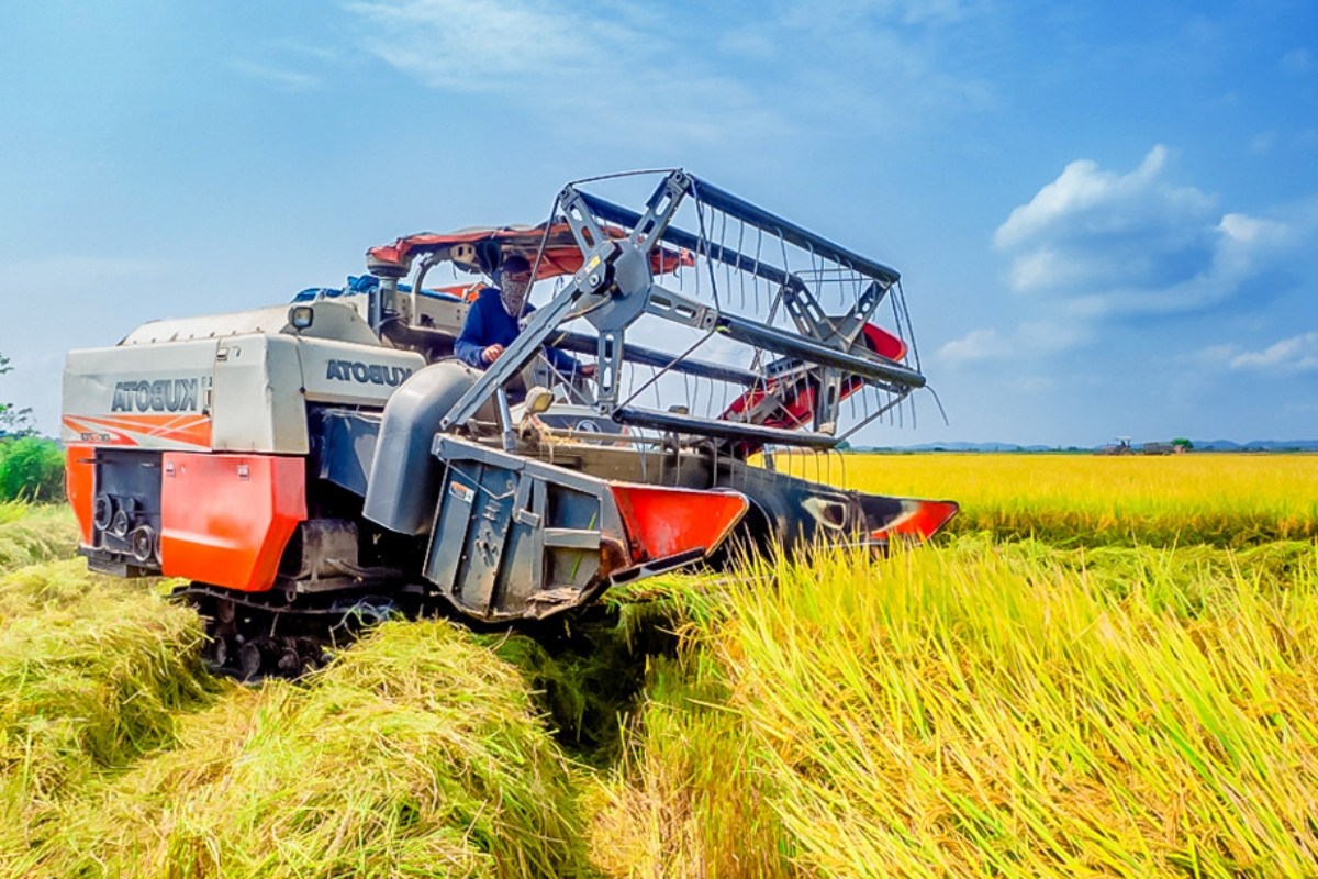 Giá lúa gạo hôm nay 25/9: Đồng loạt giảm giá