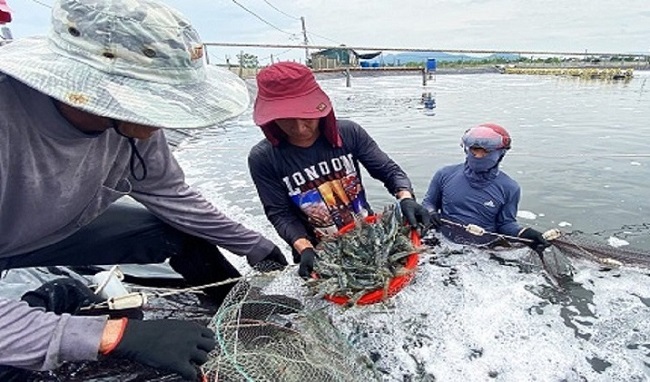 Chủ động phòng ngừa dịch bệnh là yếu tố quan trọng, góp phần nâng cao hiệu quả kinh tế từ nghề nuôi tôm