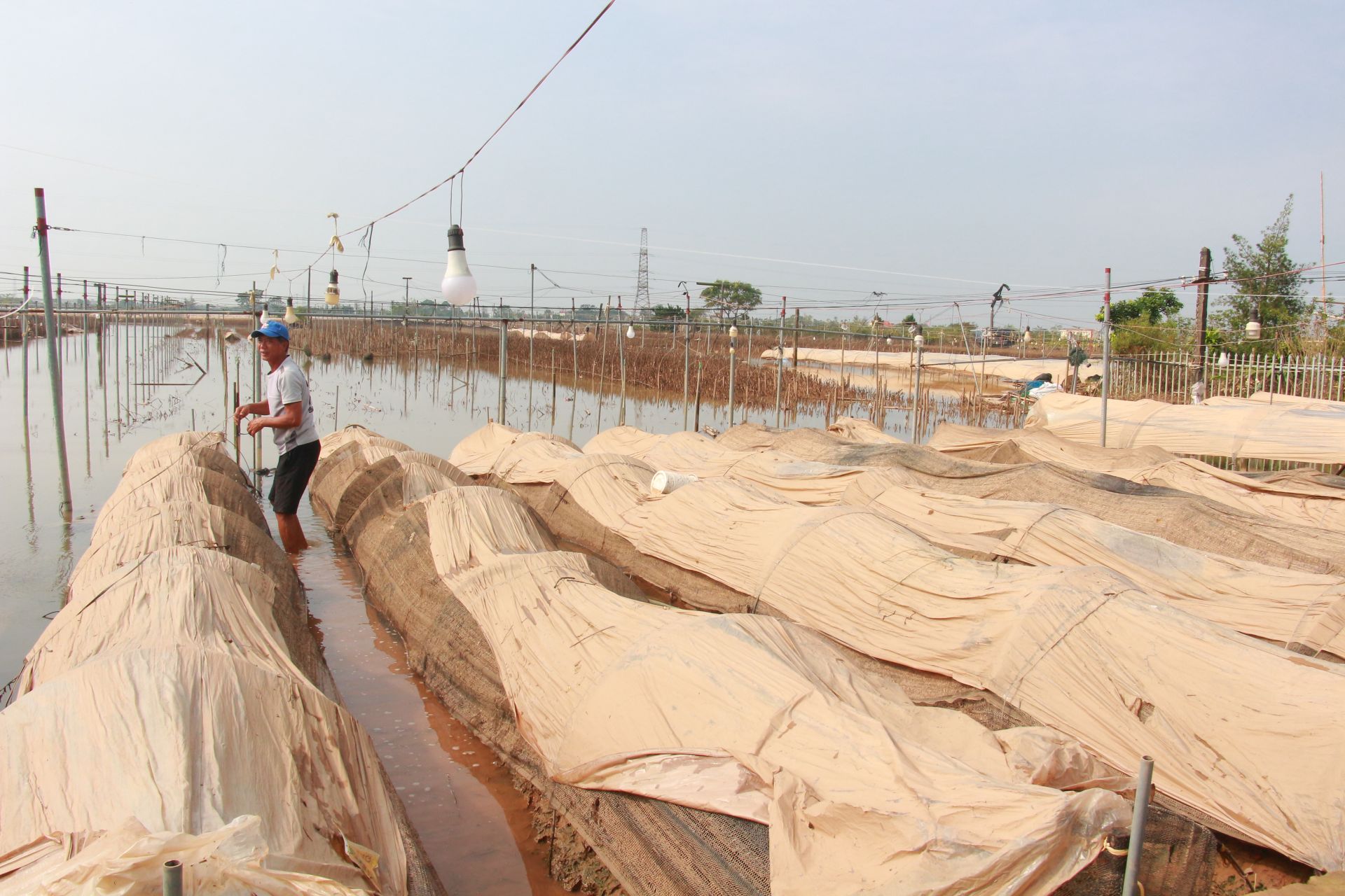 Gia đình ông Trần Văn Lý (thôn Hồng Hà 2, xã Mỹ Tân, thành phố Nam Định, tỉnh Nam Định) canh tác 1,5 mẫu hoa cúc. Trong đó, có hơn 1 mẫu hoa cúc giống, hoa cúc thương phẩm chuẩn bị cho thu hoạch đã bị chết hết do mưa lũ.