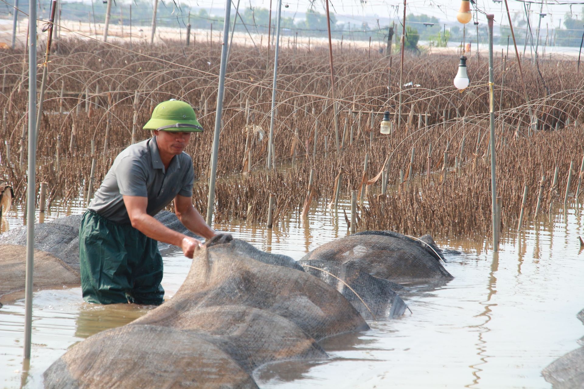 Những ngày qua, người dân làng hoa Mỹ Tân tranh thủ dọn vườn, tiêu úng ước còn đọng lại trong vườn để chuẩn bị cho vụ sản xuất tiếp theo. Trước đó, do ảnh hưởng mưa lũ nên toàn bộ diện tích hoa cúc ở đây bị hỏng.