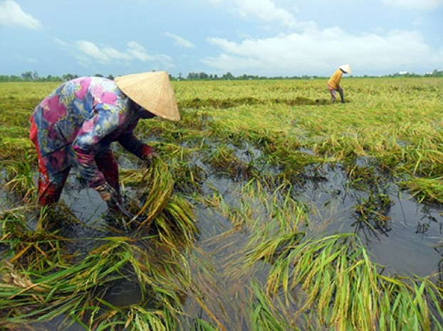 Nhiều diện tích lúa bị sập trên đồng, người dân phải dùng dây buộc lúa lại để dựng lên tránh bị ngập