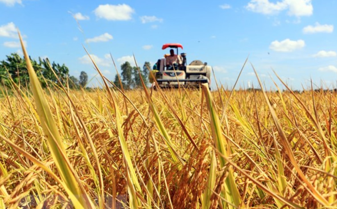 Giá lúa gạo hôm nay 4/10: Giá gạo đi ngang, giá lúa giảm nhẹ