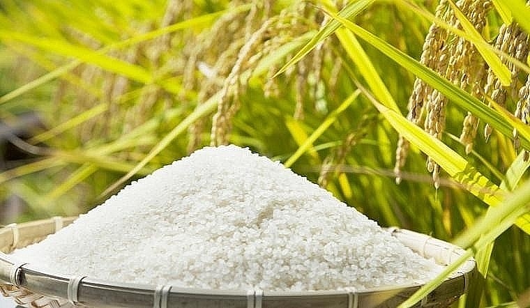 Giá lúa gạo hôm nay 29/9: Nội địa giảm 200 - 300 đồng/kg; xuất khẩu giảm 2 USD/kg