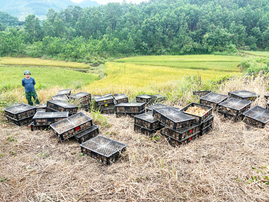 Đồn Biên phòng Pò Hèn bắt vụ vận chuyển trái phép gà giống không rõ nguồn gốc với số lượng lớn