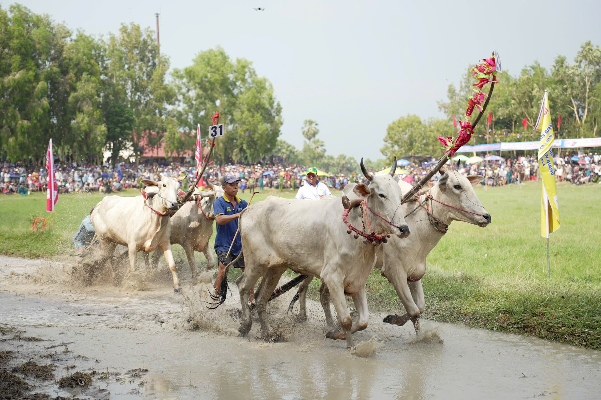 Các đôi bò tranh tài sôi nổi