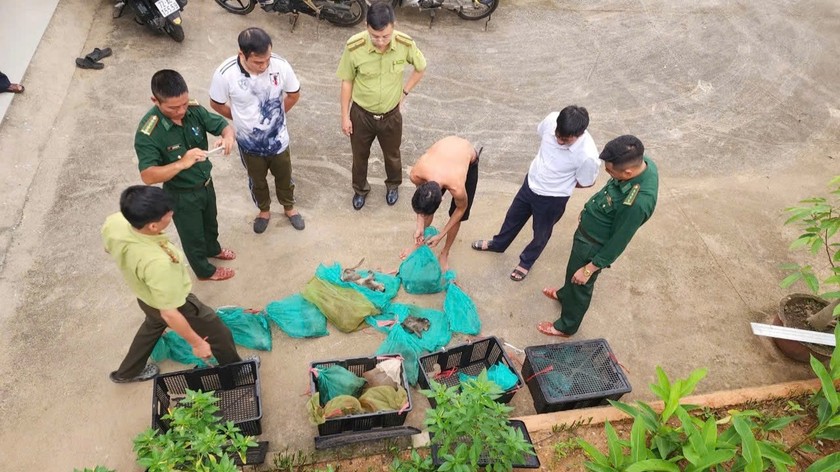 Lực lượng liên ngành phát hiện, bắt quả tang đối tượng vận chuyển 17 cá thể Khỉ đuôi dài. Ảnh: baophapluat.vn