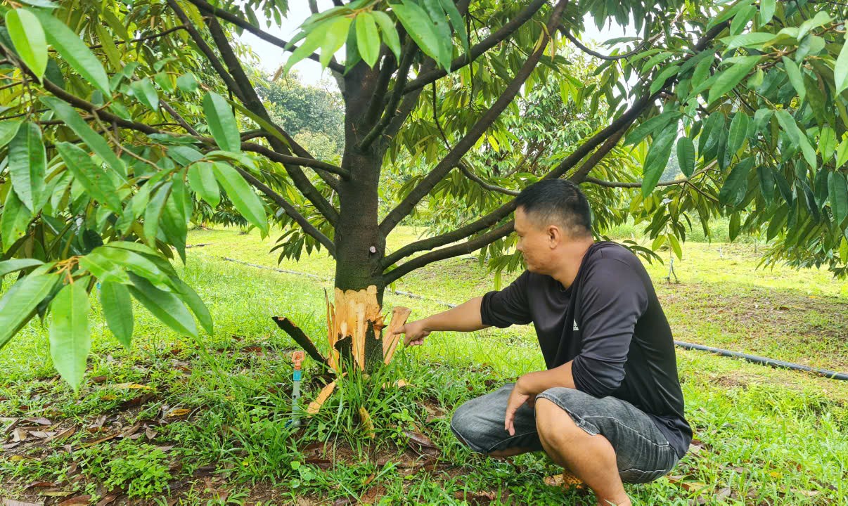 Anh Trung bên gốc sầu riêng 4 năm tuổi bị kẻ gian phá hoại. Ảnh: baolamdong.vn