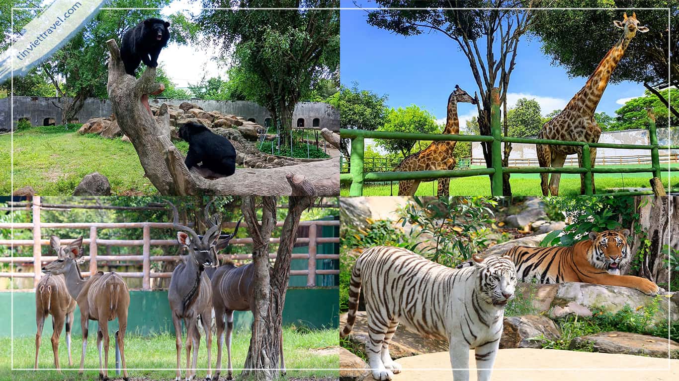 Vụ 20 con hổ chết ở KDL Vườn Xoài: 2 mẫu hổ chết đều dương tính với virus H5N1