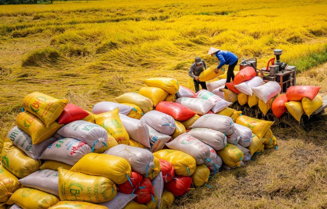 Ghi nhận giá lúa gạo hôm nay tại khu vực Đồng bằng sông Cửu Long đi ngang với mặt hàng gạo, giá lúa giảm 200 - 300 đồng/kg. (Ảnh minh họa)