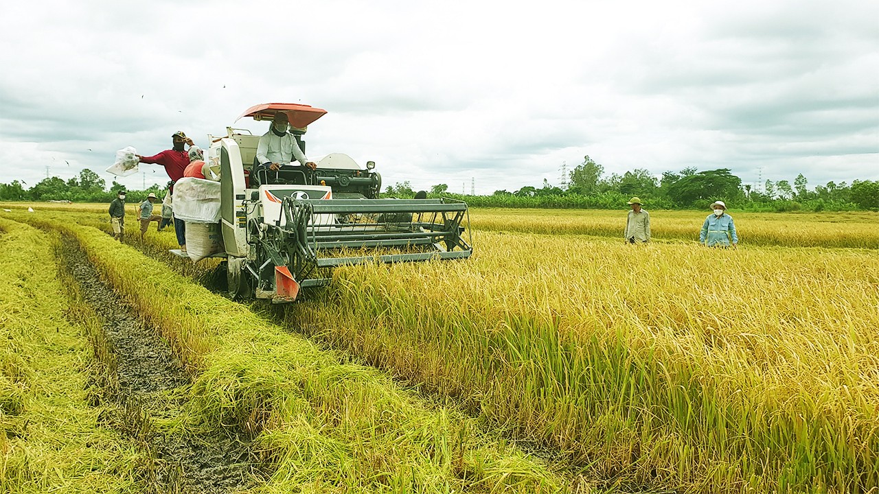 Giá lúa gạo hôm nay 10/10/2024: Giá lúa gạo giảm mạnh. (Ảnh minh họa)