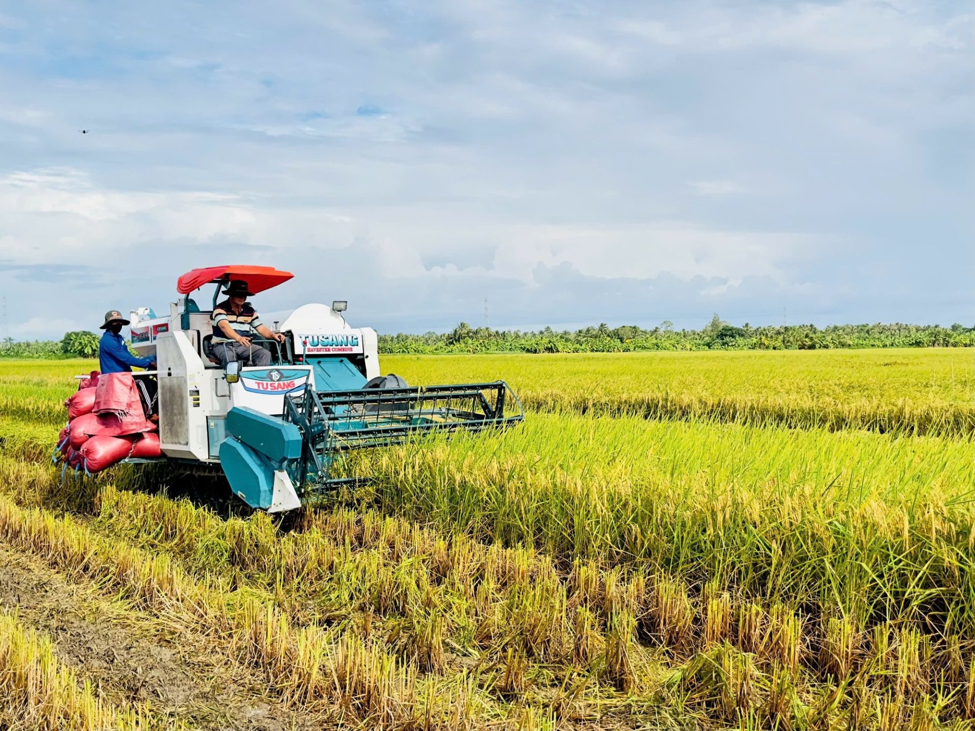 Giá gạo biến động mạnh sau 5 ngày Ấn Độ mở kho