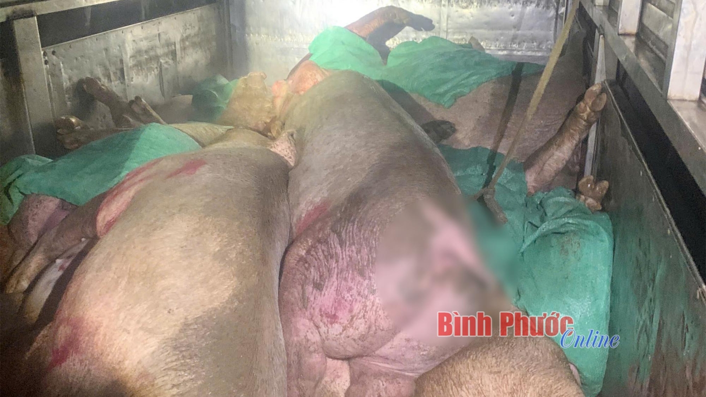 Bình Phước: Bắt giữ xe tải chở 1,5 tấn heo chết