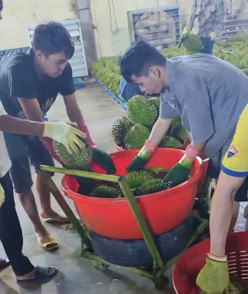 Công nhân đang ngâm, nhúng sầu riêng vào thau hoá chất