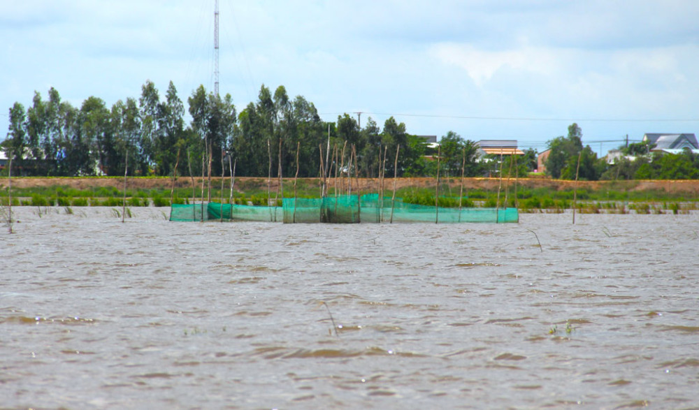 Long An: Khoảng 9.324 ha diện tích sản xuất có nguy cơ bị ảnh hưởng do lũ